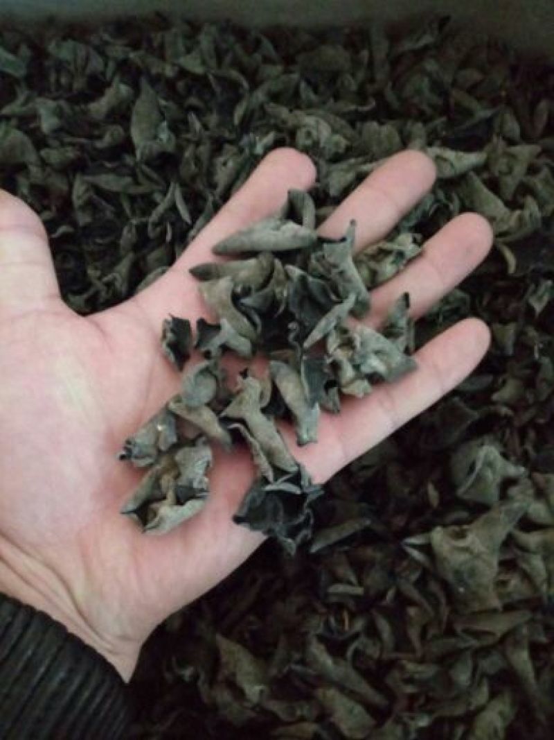 黑木耳一级