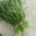 大叶韭菜头茬
