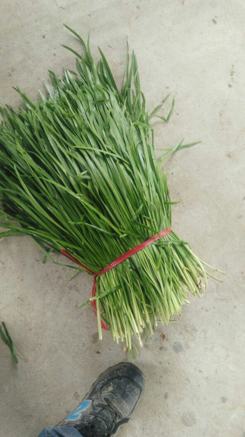 大叶韭菜头茬