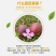 百香果黄果40~50g