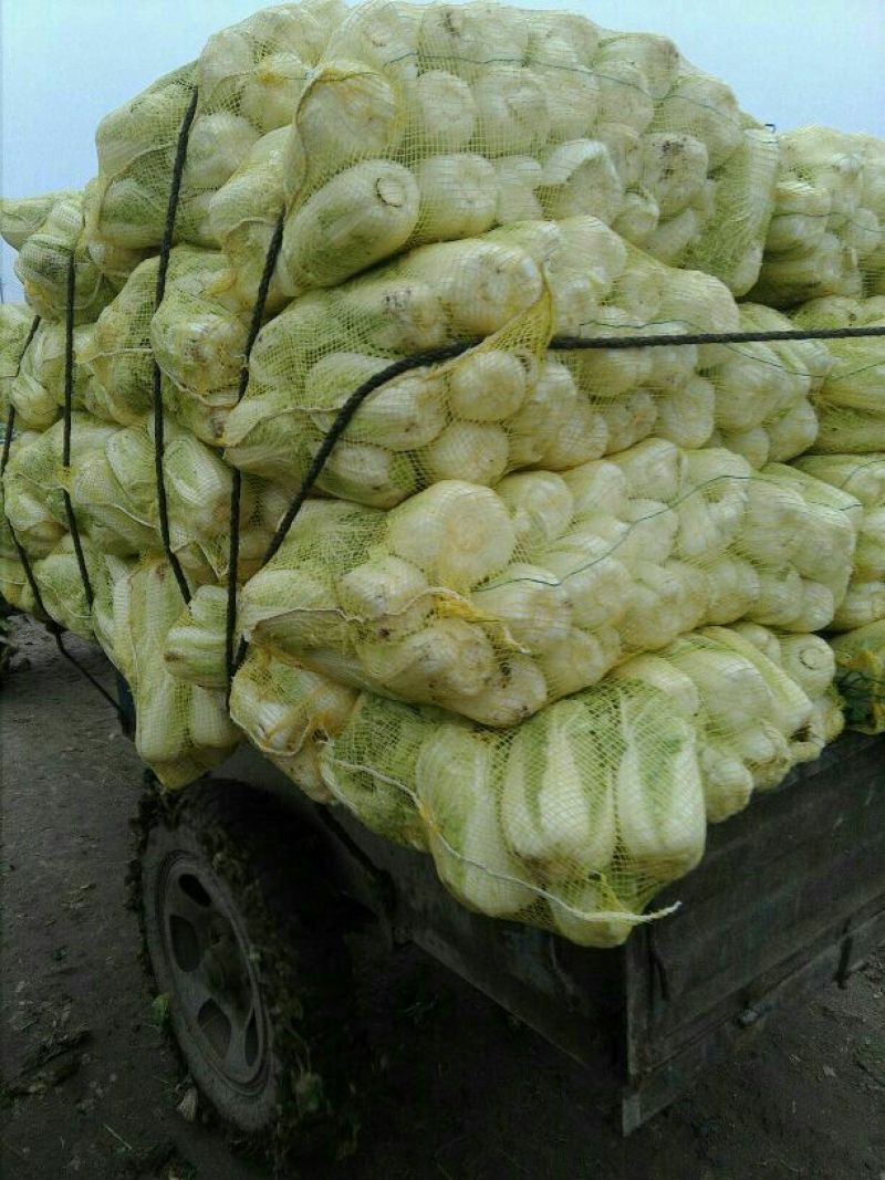 大白菜