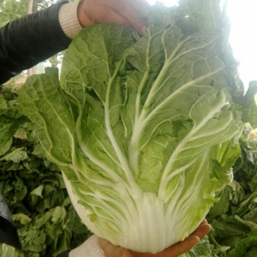 大白菜7斤以上毛菜