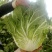 大白菜7斤以上毛菜