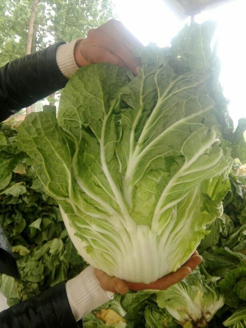 大白菜7斤以上毛菜