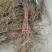 葡萄苗1年30~50cm