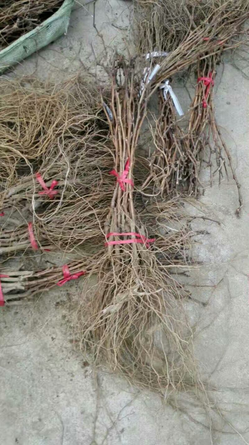 葡萄苗1年30~50cm