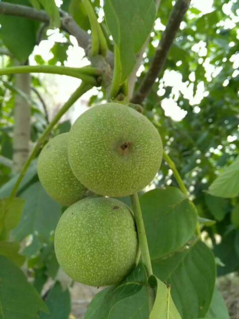 核桃树2~4cm4cm以下1.5~2米
