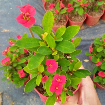 多肉植物带盆栽好