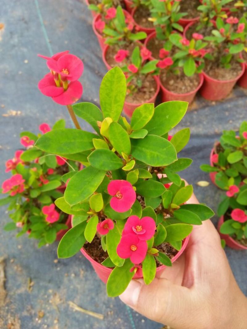 多肉植物带盆栽好