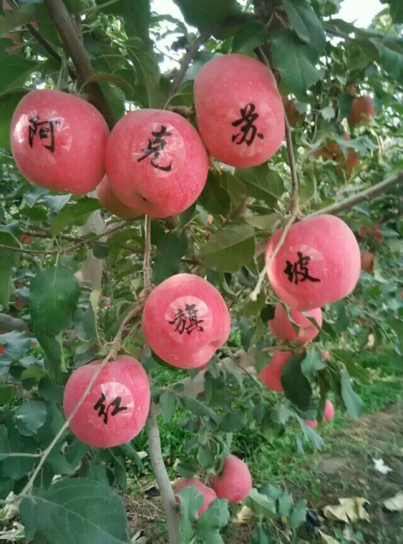 冰糖心苹果75mm以上纸袋