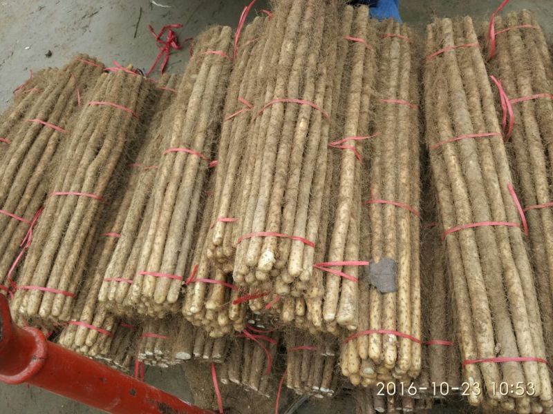 山东铁棍山药2~厘米一级40一70厘米，保质保量