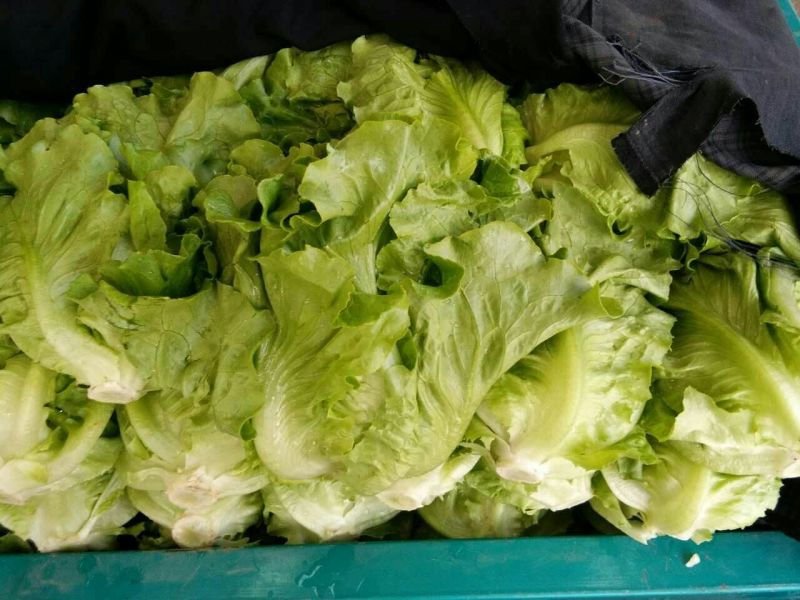 生菜3两~4两