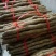 垆土山药2~3厘米特级40~50厘米