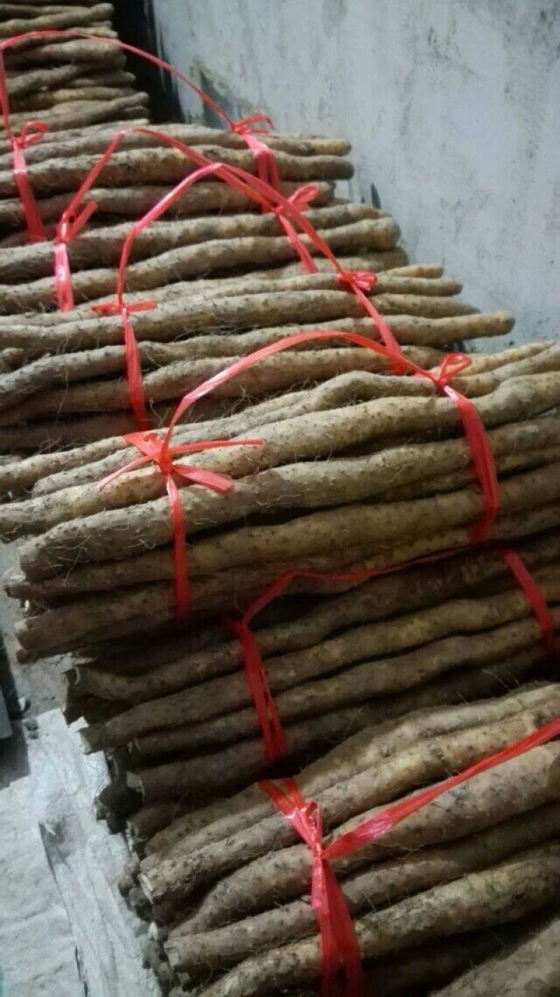 垆土山药2~3厘米特级40~50厘米