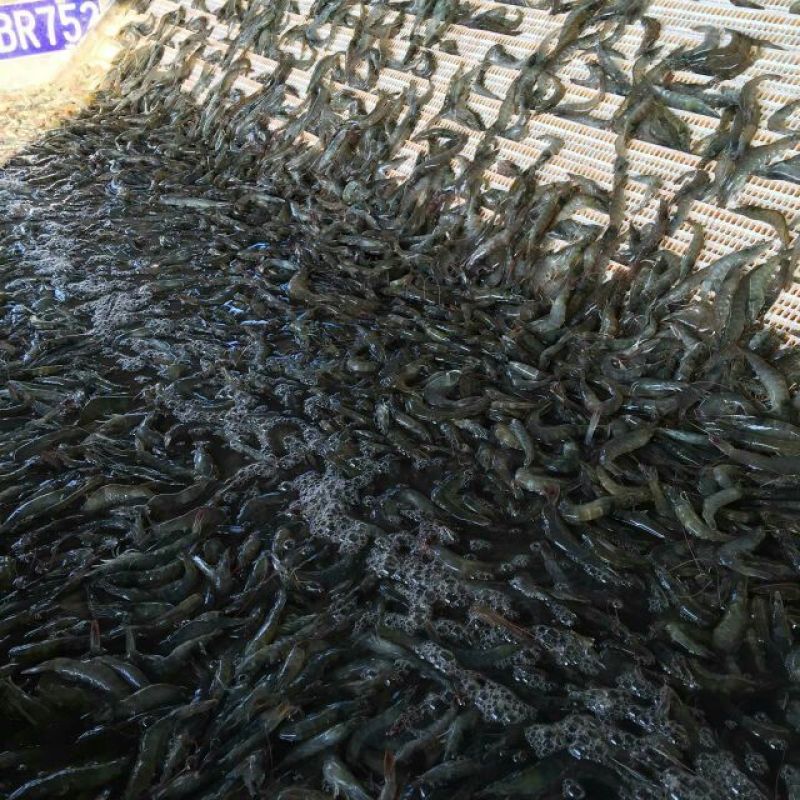 青虾食用26~30只/kg