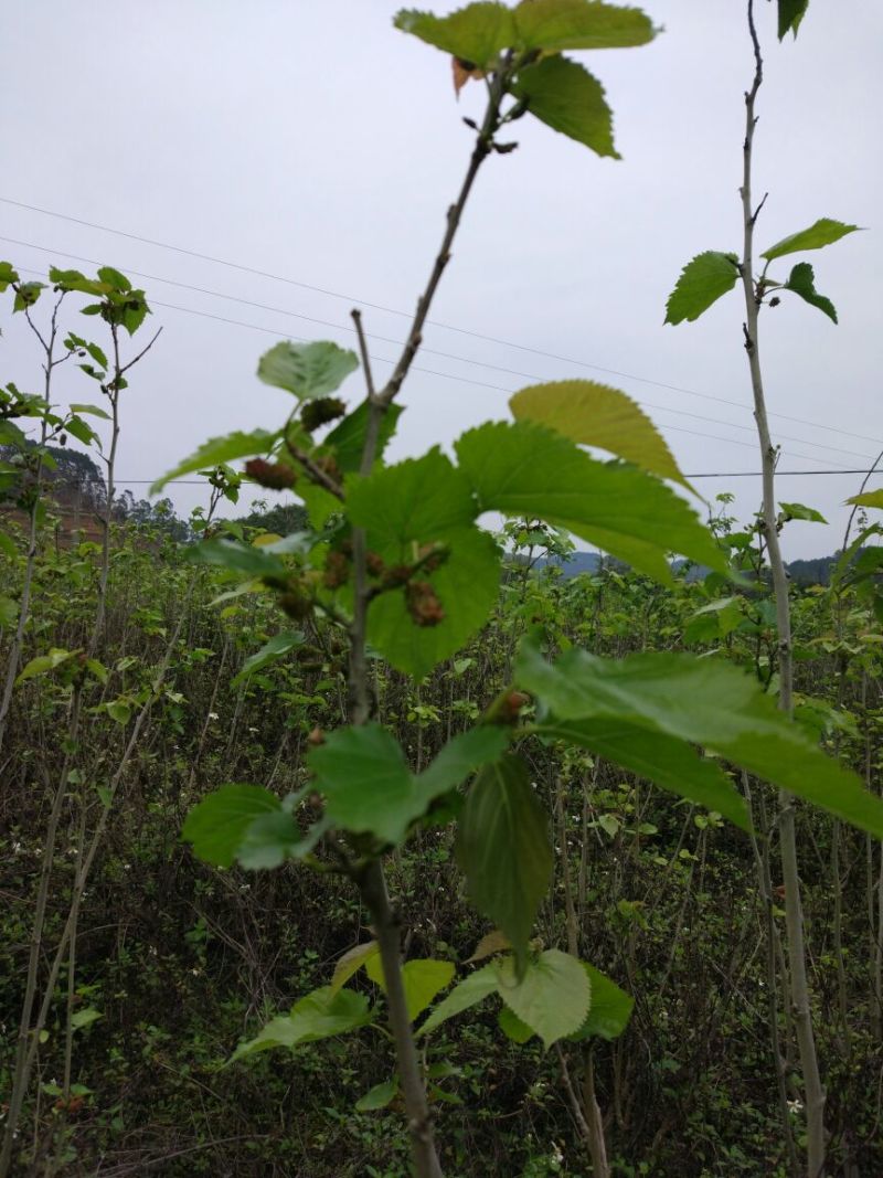 长果桑树苗140cm