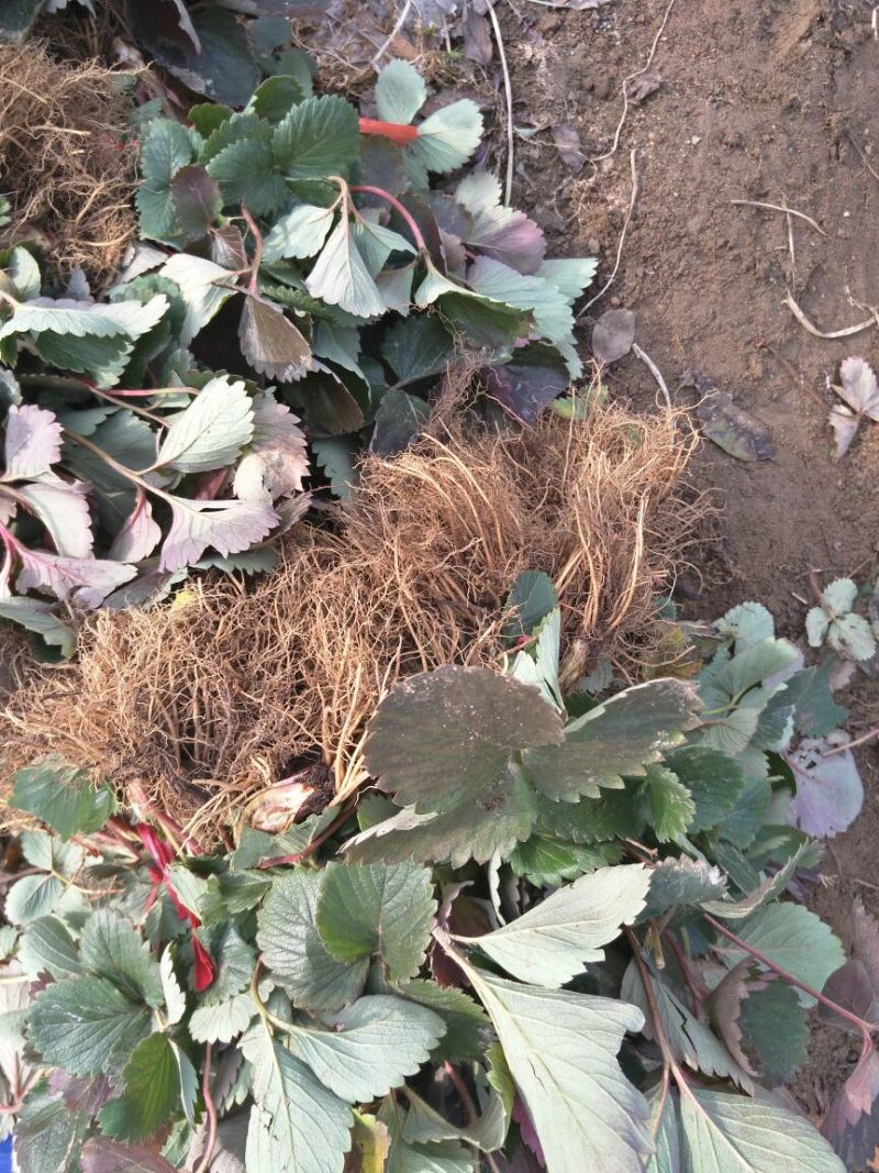 红颜草莓苗10~20cm