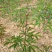 芍药2cm以下0.5米以下