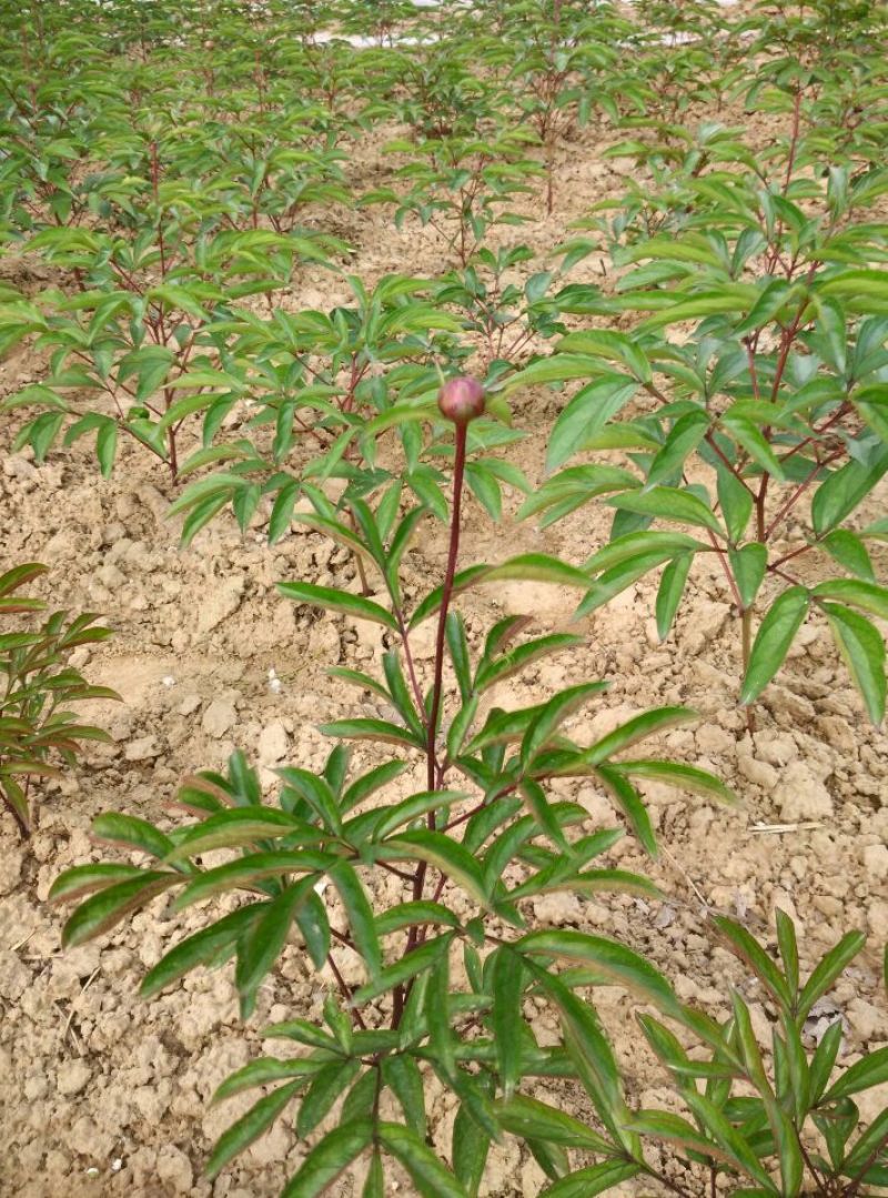 芍药2cm以下0.5米以下