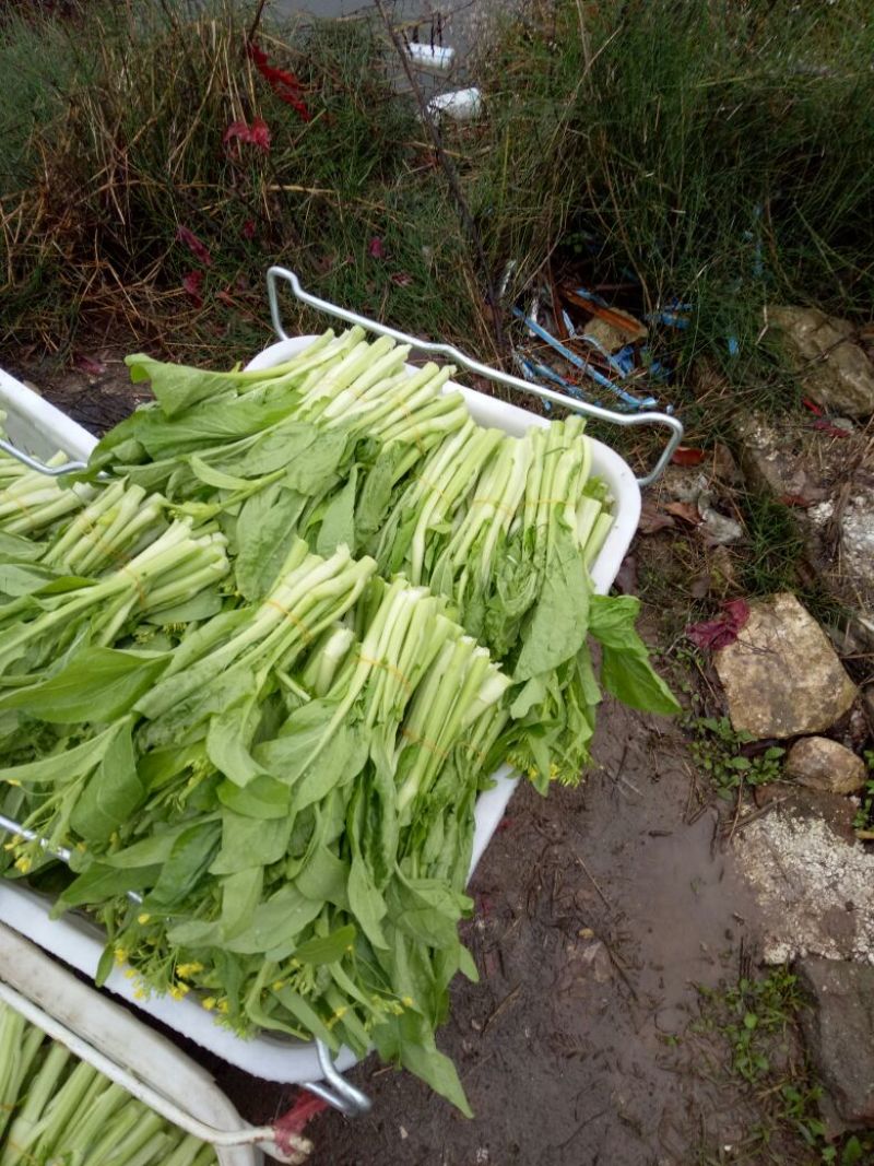 白菜苔20~30厘米