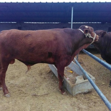 牛犊100~200kg