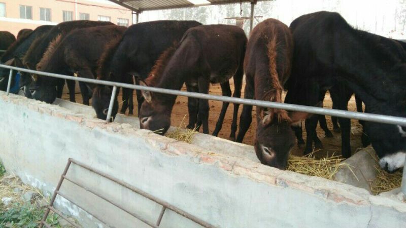 肉驴苗