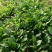 【菠菜】菏泽菠菜小叶菠菜对接食堂工厂电商货打捆装箱