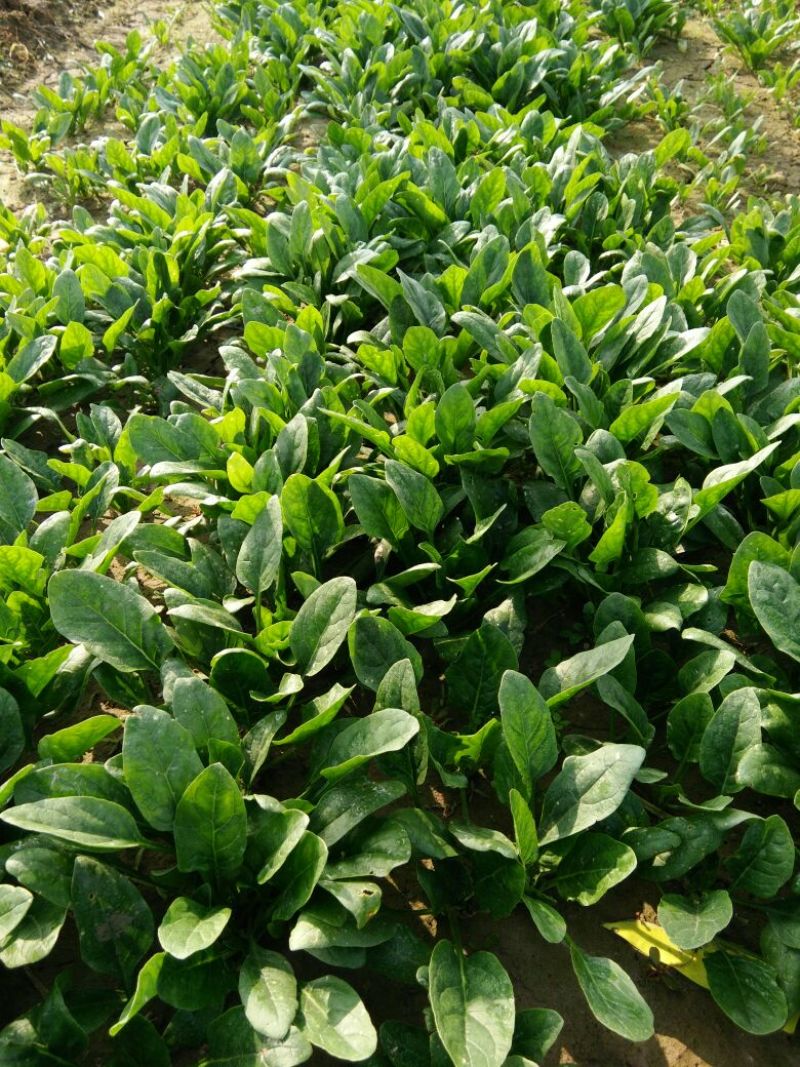 【菠菜】菏泽菠菜小叶菠菜对接食堂工厂电商货打捆装箱