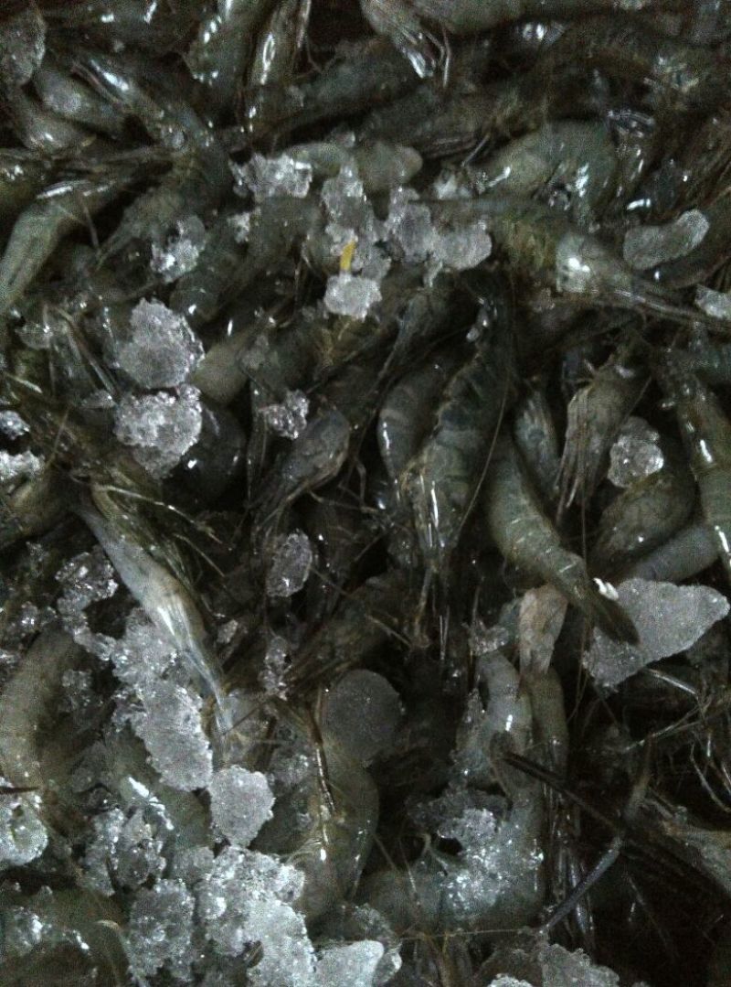 河虾冰鲜虾26~30只/kg