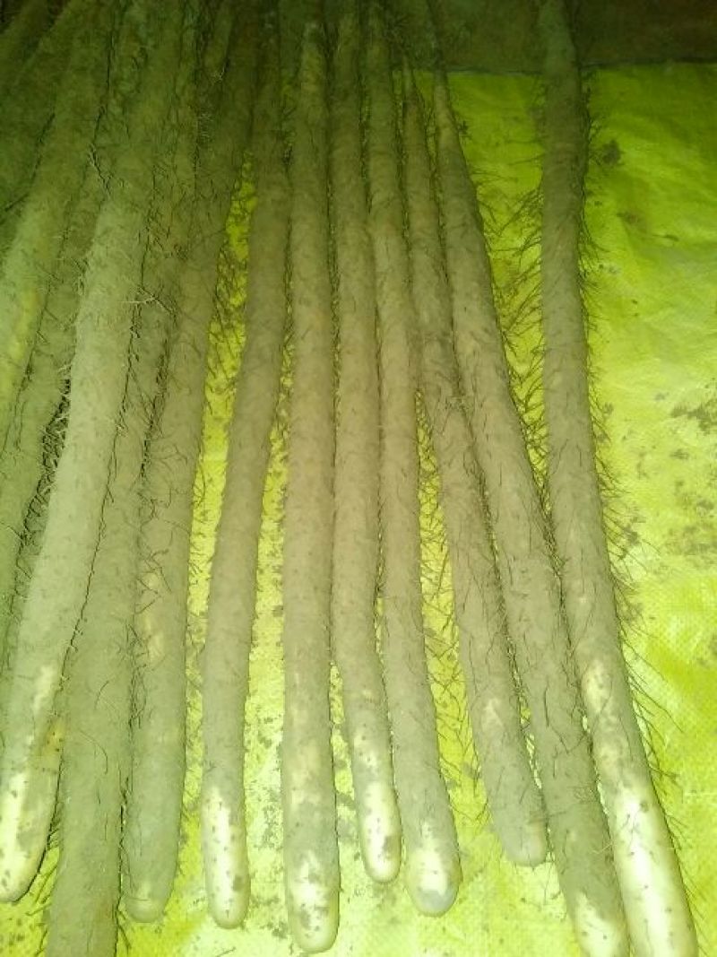 棒药麻山药，口感软糯肉质细腻，蒸煮烹炖的均可