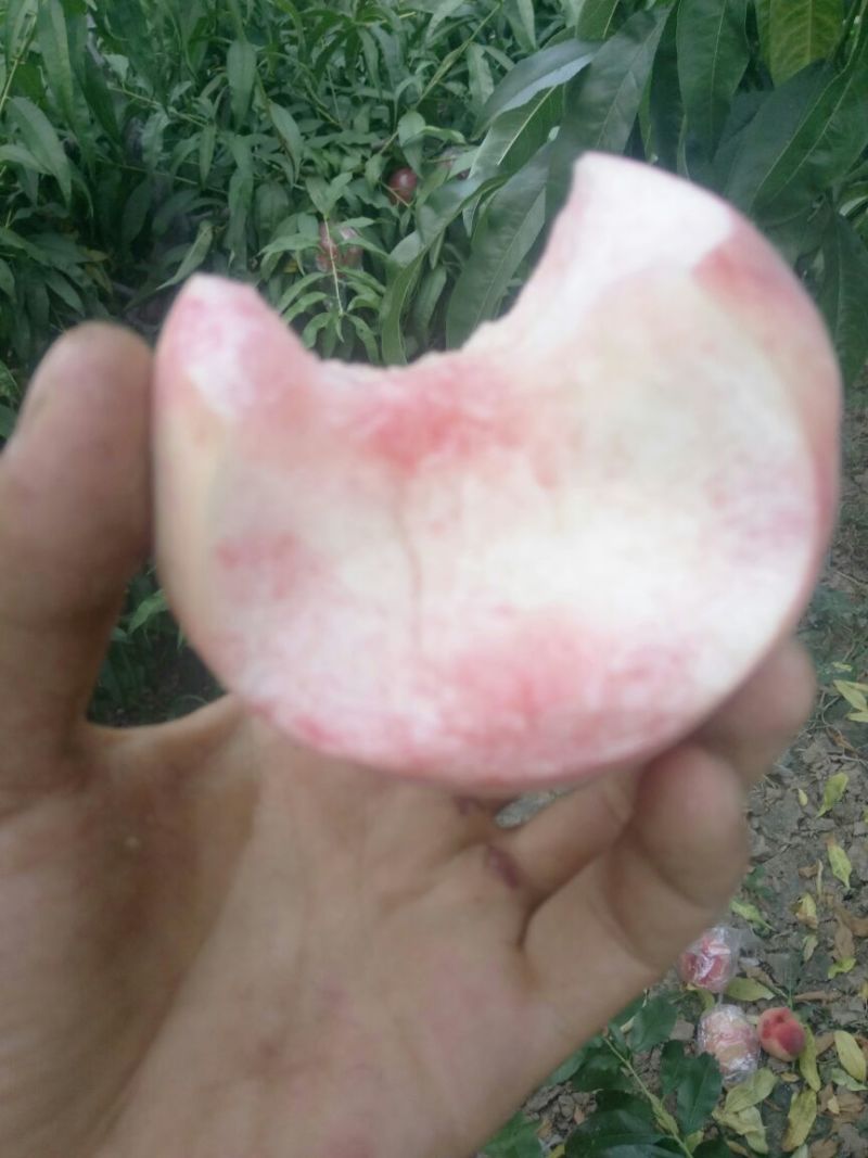 富岛桃王毛桃批发，膜袋毛桃基地价格