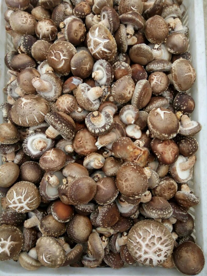 香菇酱