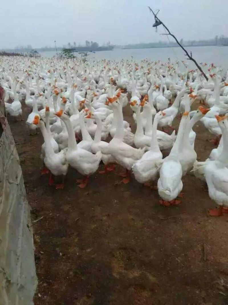狮头鹅苗