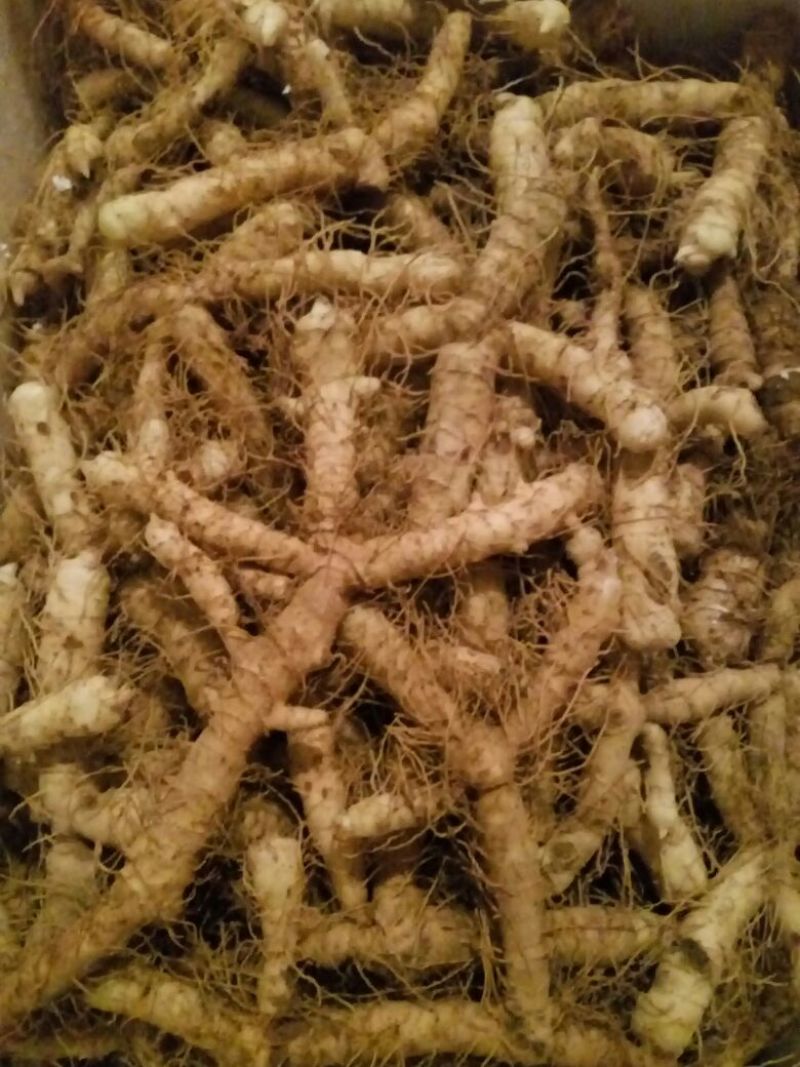 玉竹
