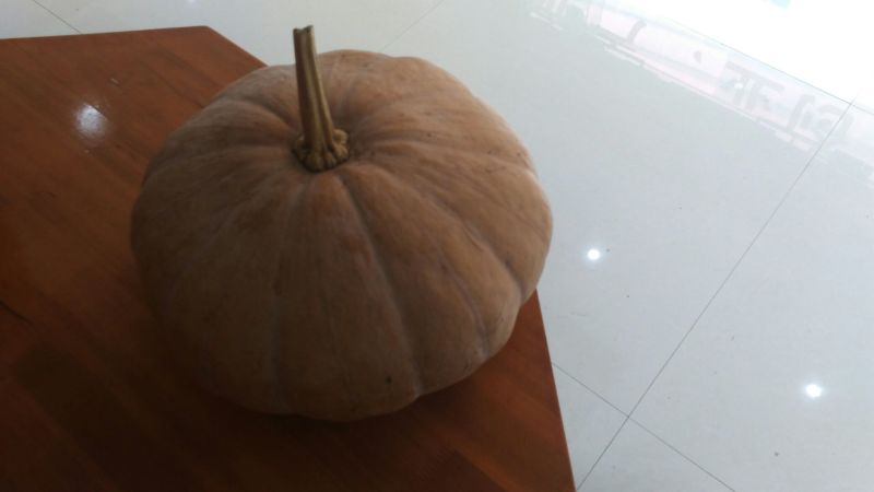 老南瓜4~5斤以上长条形