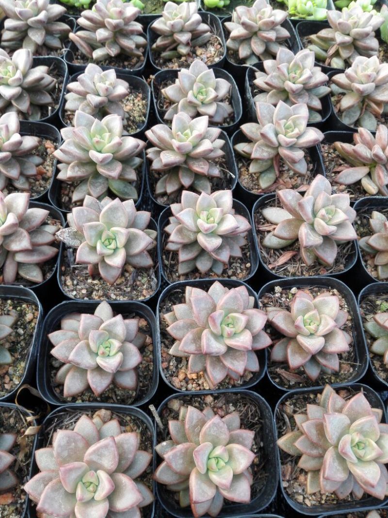 多肉植物带盆栽好