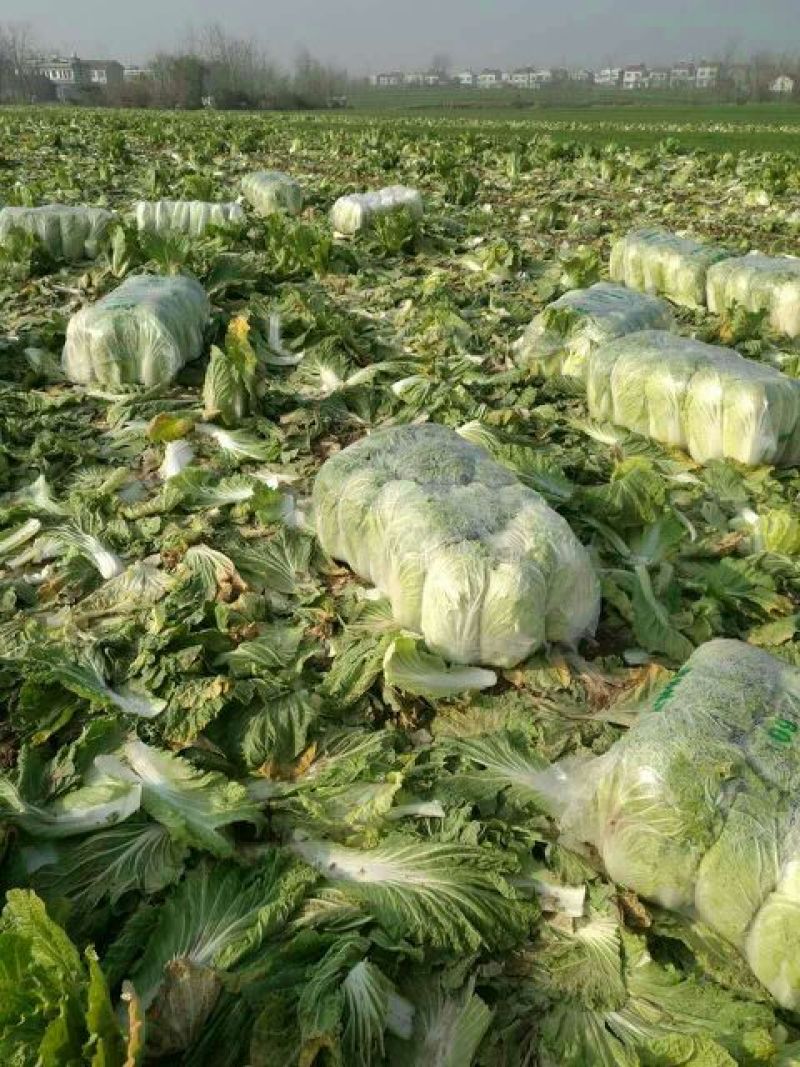 【热卖】精品黄心菜白菜4~6斤，价格便宜，现货批发