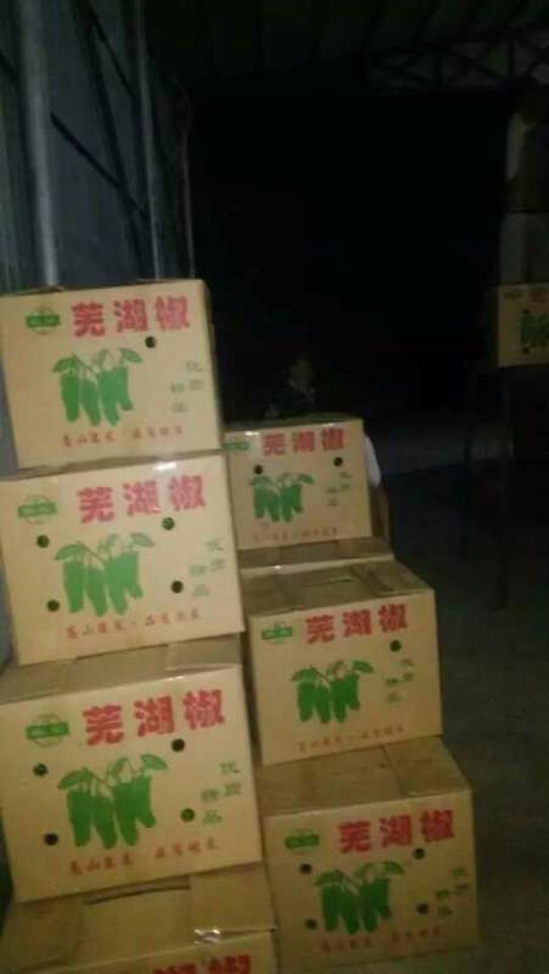 芜湖椒10~15厘米青