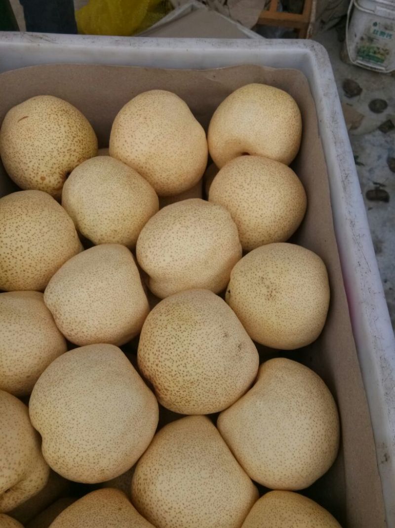 酥梨350~400g光果