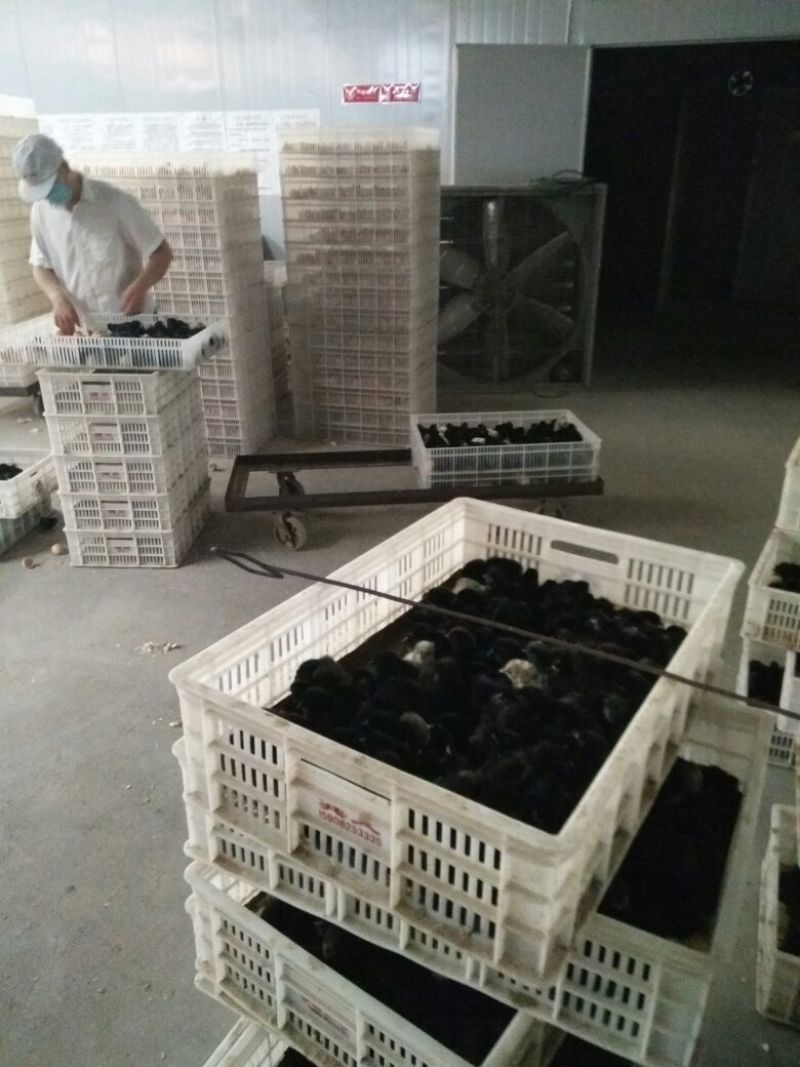 青脚麻鸡苗35~45克出壳苗