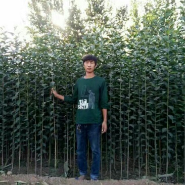大叶女贞4cm以下