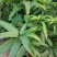 芒果苗1m以下