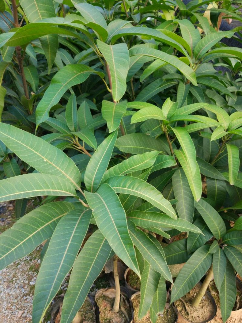 芒果苗1m以下
