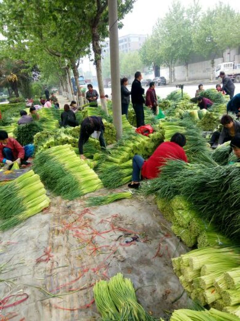 【推荐】红帽蒜薹50~60厘米冷库大量供应量大优惠