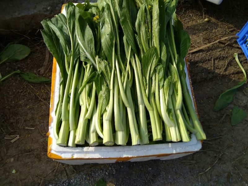 菜苔