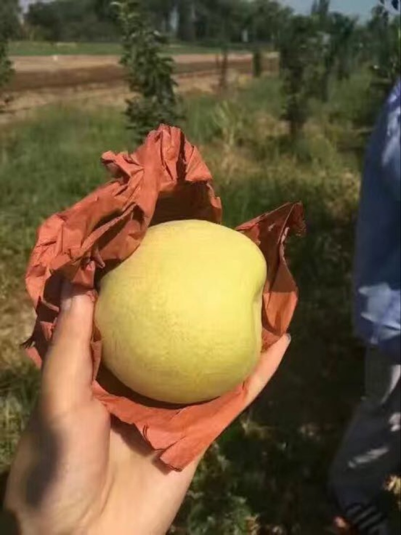 酥梨