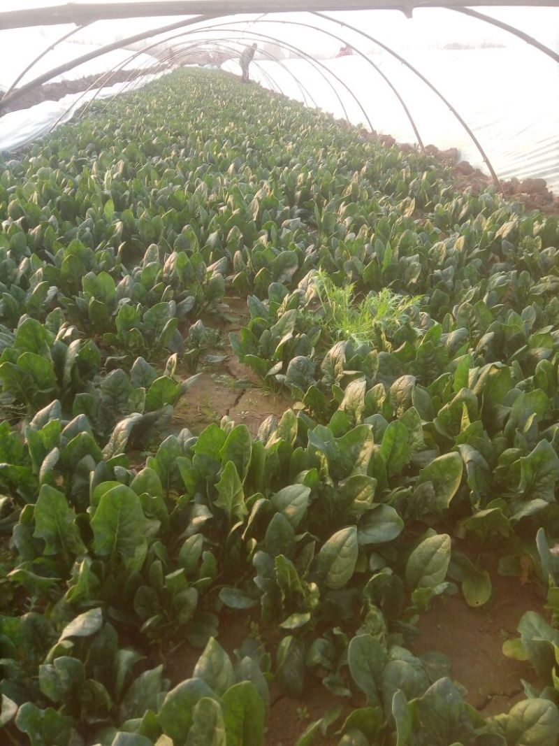大叶菠菜25~30厘米