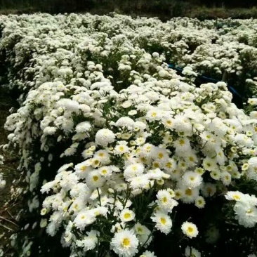 菊花茶