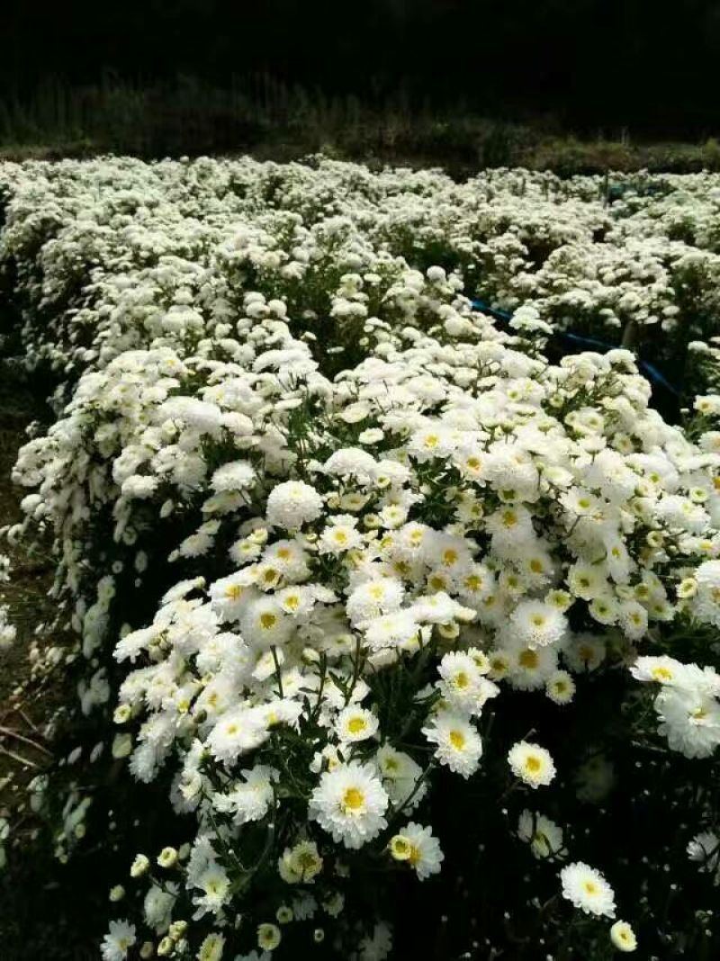 菊花茶