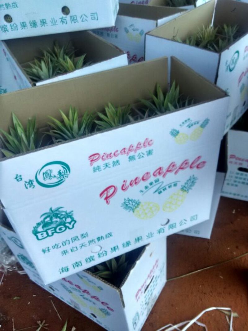 海南风梨金钻十六号凤梨欢迎来电地头装货